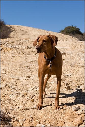 Rhodesian Ridgeback