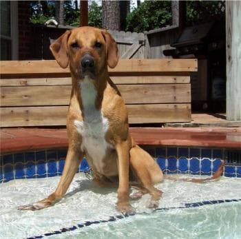Rhodesian Ridgeback