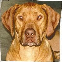 Rhodesian Ridgeback