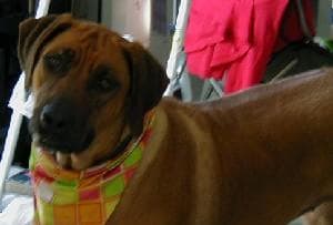 ridgeback