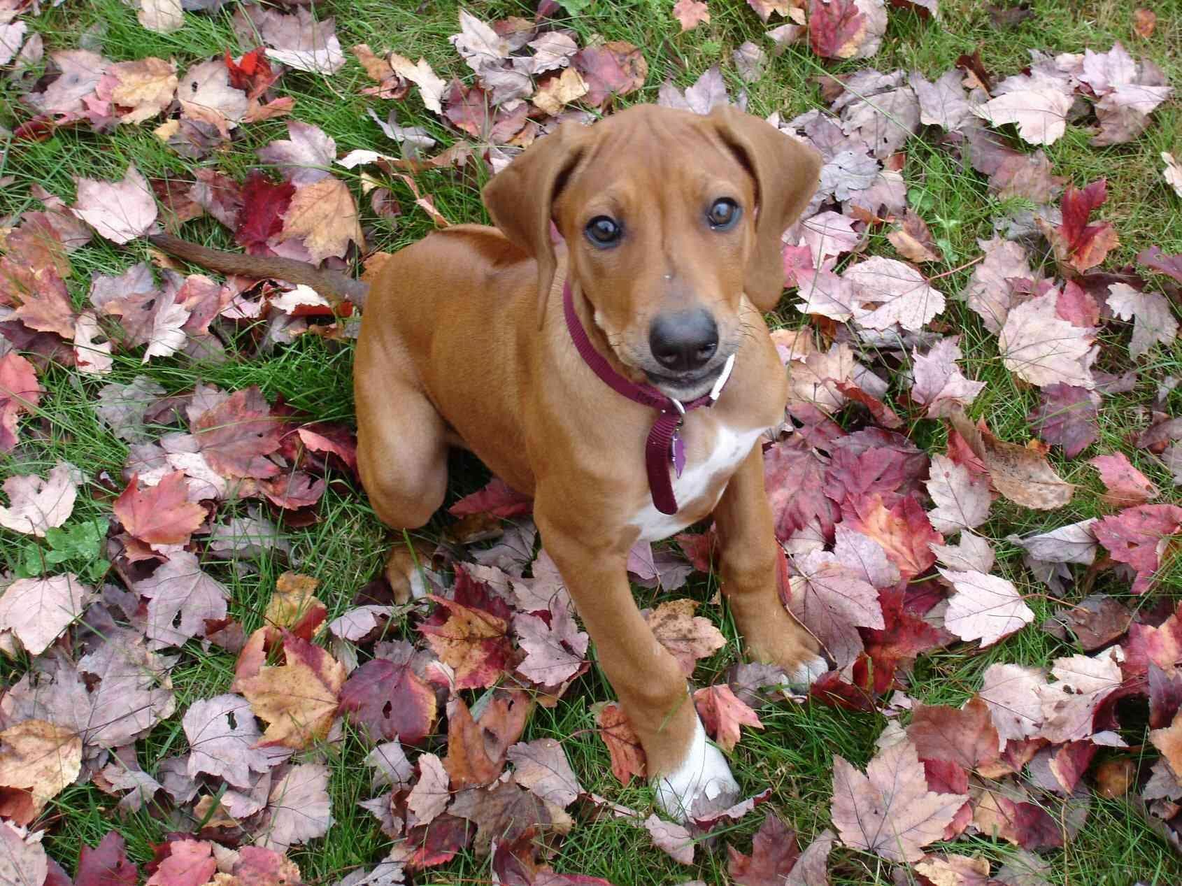 ridgeback
