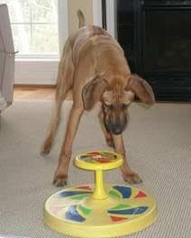 Rhodesian Ridgeback