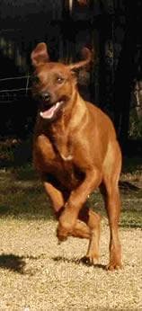 Rhodesian Ridgeback