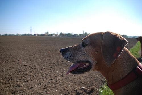 Rhodesian Ridgeback