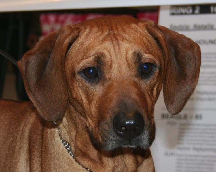 ridgeback