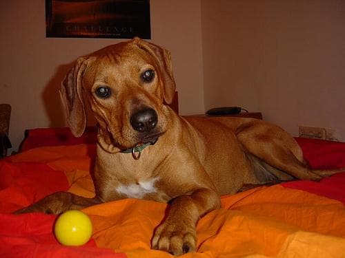 ridgeback