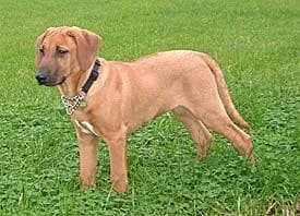 Rhodesian Ridgeback