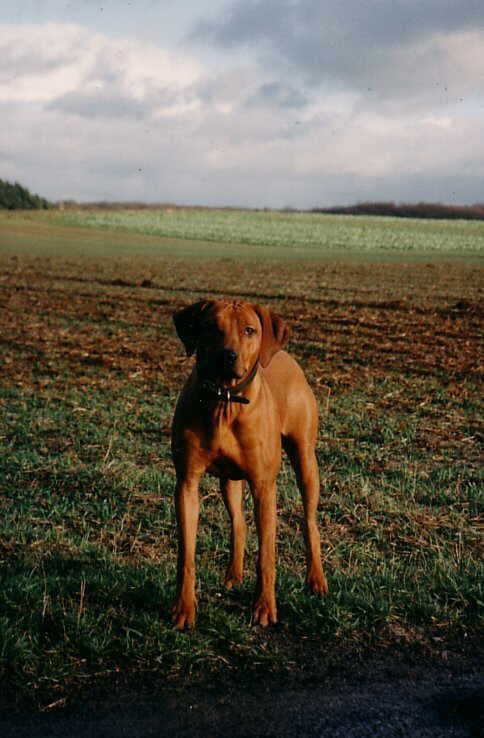 ridgeback