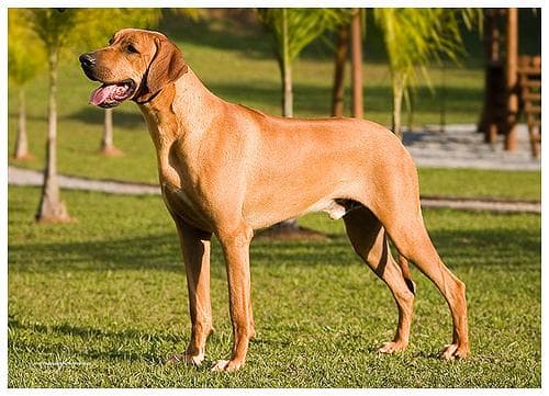ridgeback