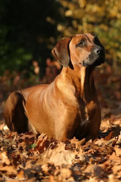 ridgeback