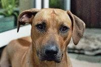 Rhodesian Ridgeback