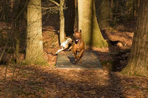 ridgeback