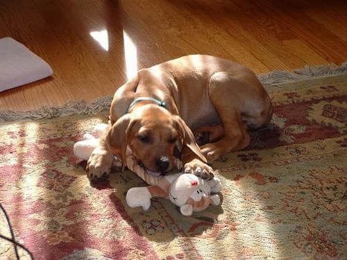 Rhodesian Ridgeback