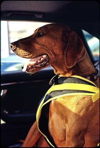 ridgeback