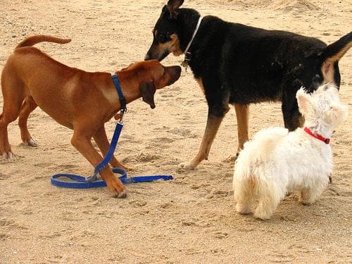 ridgeback