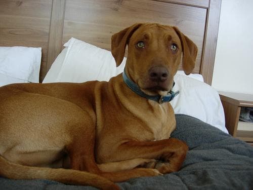 Rhodesian Ridgeback