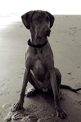 Rhodesian Ridgeback