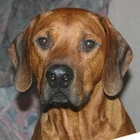 ridgeback