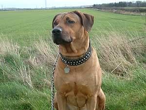 ridgeback