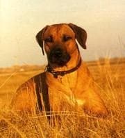 Rhodesian Ridgeback