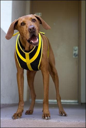 Rhodesian Ridgeback