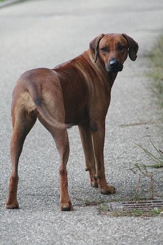 Rhodesian Ridgeback
