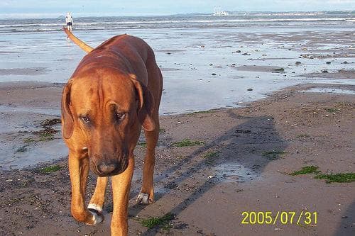 ridgeback