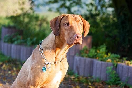 ridgeback