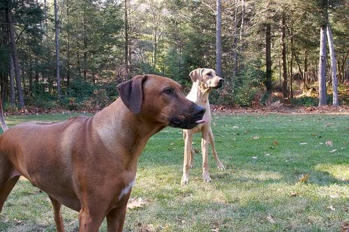 Rhodesian Ridgeback