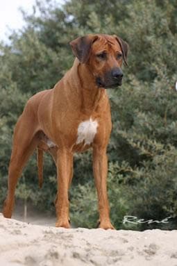 Rhodesian Ridgeback