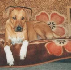 Rhodesian Ridgeback