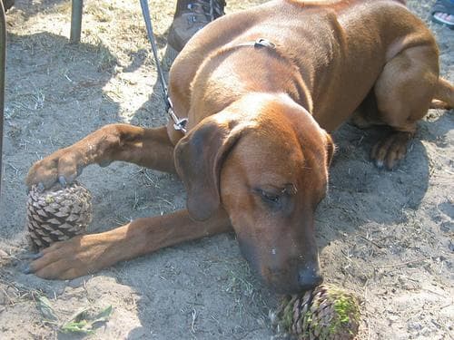 ridgeback