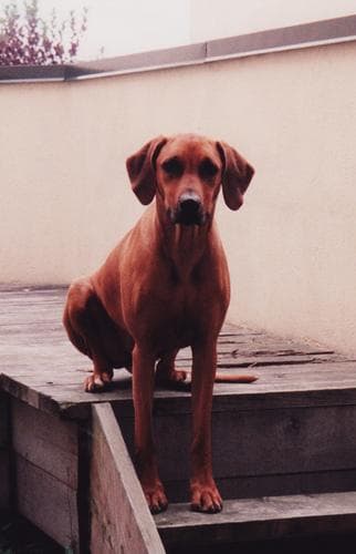 Rhodesian Ridgeback