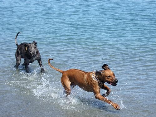Rhodesian Ridgeback