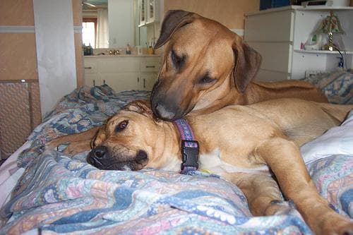 Rhodesian Ridgeback
