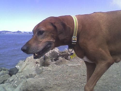 ridgeback