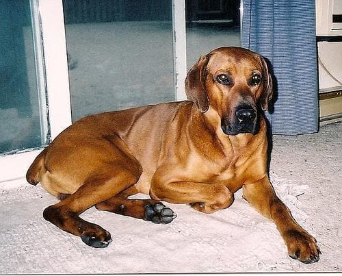 ridgeback