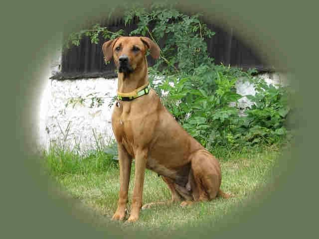 Rhodesian Ridgeback