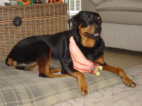Rottweiler