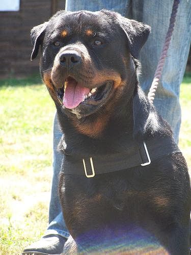Rottweiler
