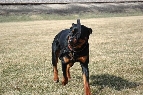 Rottweiler