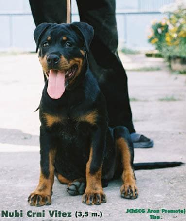 Rottweiler