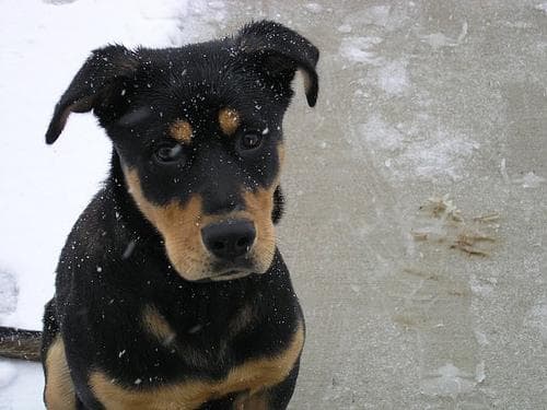 Rottweiler