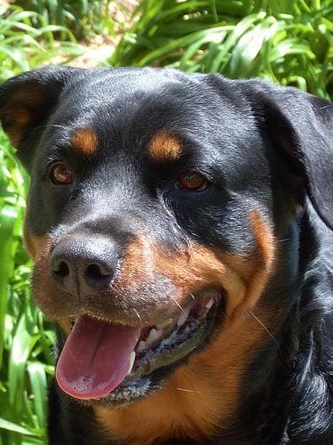 Rottweiler