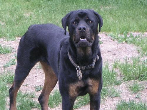 Rottweiler