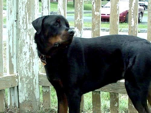 Rottweiler