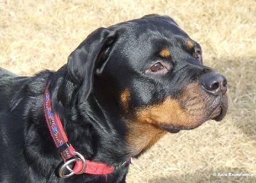 Rottweiler