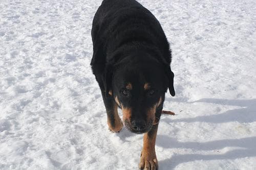 Rottweiler