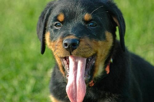 Rottweiler