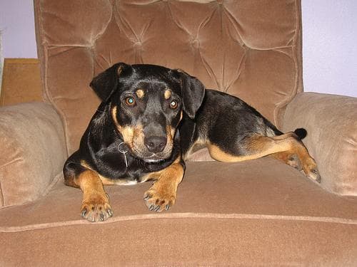 Rottweiler